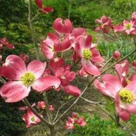 Cherokee Brave&trade; Dogwood Tree - Nature Hills Nursery - #3 Container - 