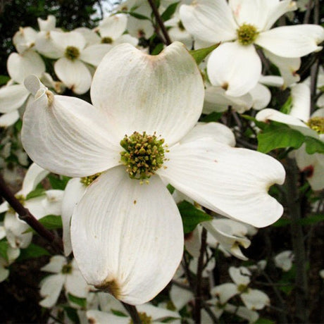 Cherokee Princess Dogwood Tree - Nature Hills Nursery - #3 Container - 