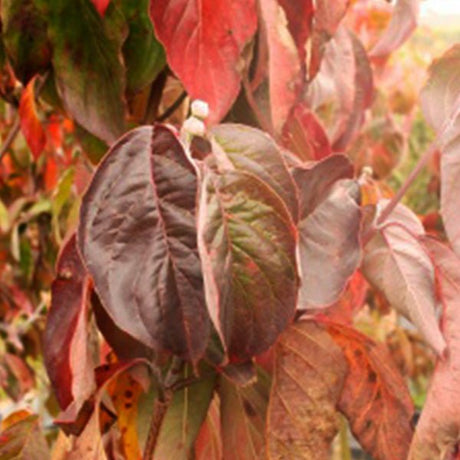 Cherokee Princess Dogwood Tree - Nature Hills Nursery - #3 Container - 