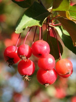 Crabapple fruit