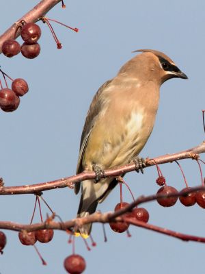 Cedar Wax Wing eating Crabapples