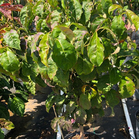 Ragin' Red&trade; Dogwood - Nature Hills Nursery - #3 Container - 