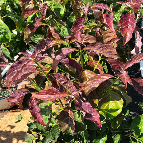 Ragin' Red&trade; Dogwood - Nature Hills Nursery - #3 Container - 