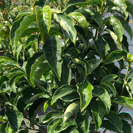 Red Pygmy&reg; Dogwood Tree - Nature Hills Nursery - #1 Container - 