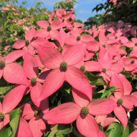 Scarlet Fire&reg; Rutgers Japanese Dogwood - Nature Hills Nursery - #5 Container - 