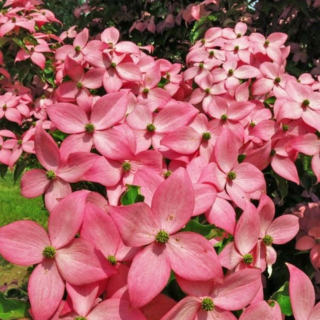 Scarlet Fire&reg; Rutgers Japanese Dogwood - Nature Hills Nursery - #5 Container - 