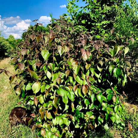 SmokeShow&trade; Kousa Dogwood - Nature Hills Nursery - 1 - 2 Feet Bareroot Multi Stem - 