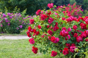 red flowering bush