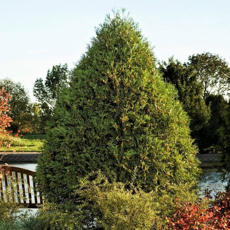 First Editions&reg; Technito&reg; Arborvitae - Nature Hills Nursery - #3 Container 1 - 2 Feet - 
