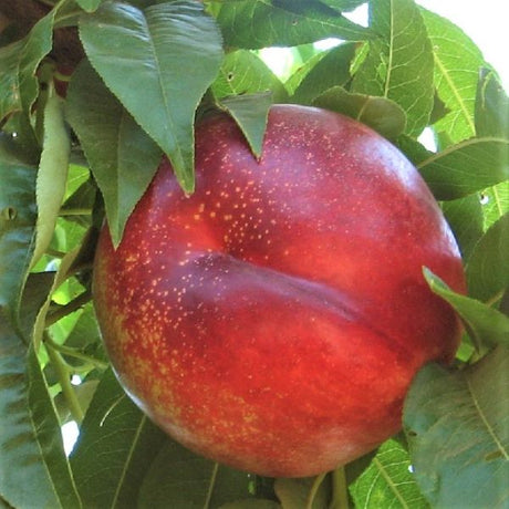 Flavor Gold Nectarine Tree - Nature Hills Nursery - 4 - 5 Feet Bareroot - 