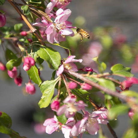 Louisa Flowering Crabapple Tree - Nature Hills Nursery - #15 Container 5 - 6 Feet - 